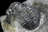 Detailed Gerastos Trilobite Fossil - Morocco #145755-4